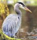[Blue Herons]