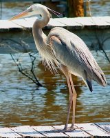 [Blue Herons]