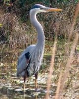 [Blue Herons]